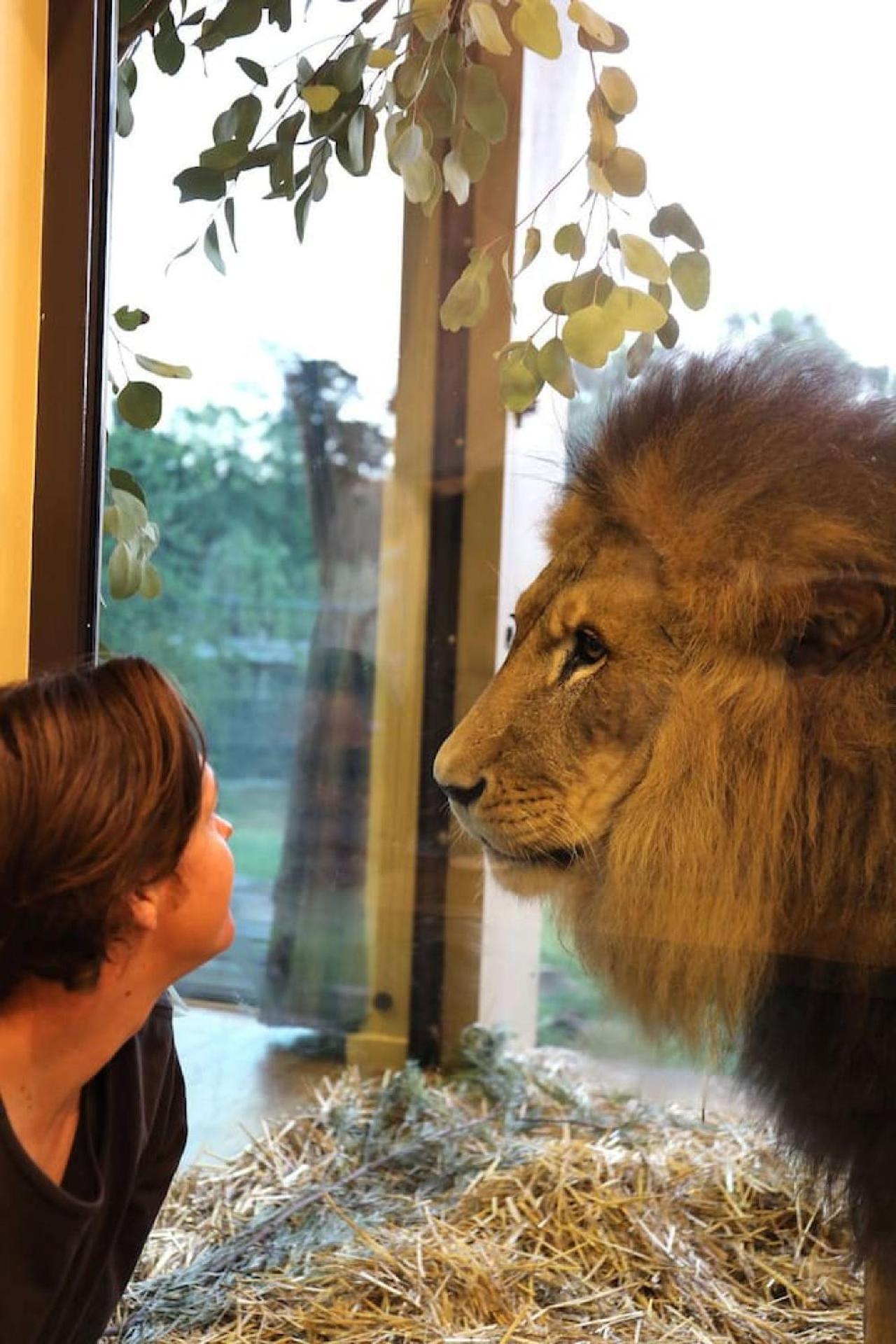 Big Cat Bungalows At The Haven - Lion 2 Canastota Экстерьер фото